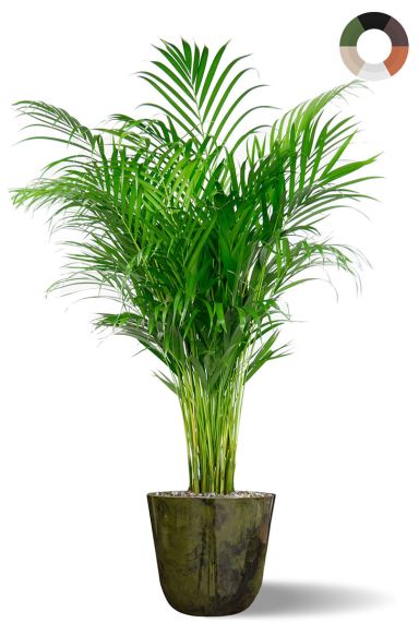 Areca in sierpot groen