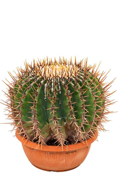 Echinocactus ingens   Kaktus