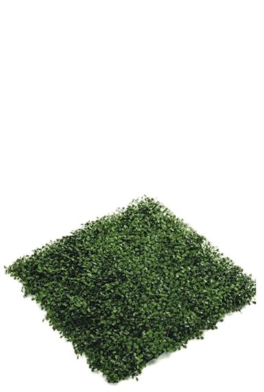 Buxus plant mat nepplant