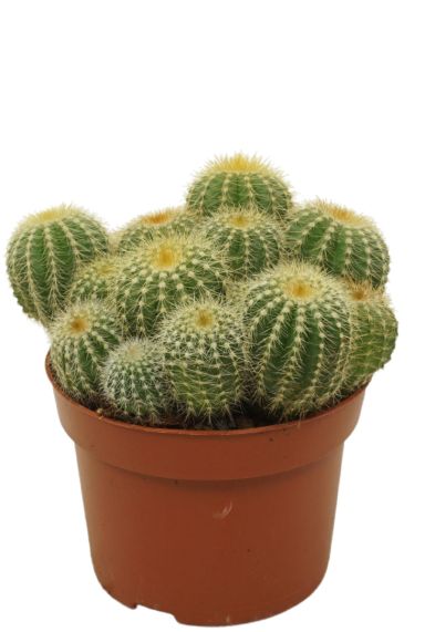 Kaktus-eriocactus-warasii 1