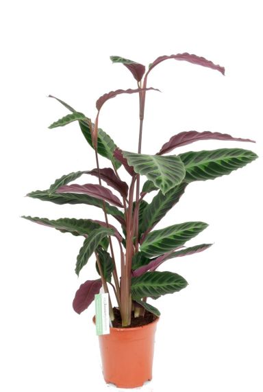 Calathea warscewiczii