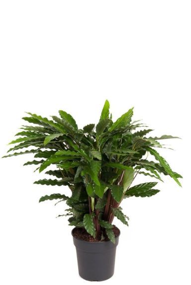 Calathea elgergrass Pfeilwurze