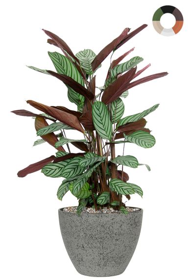 Calathea in luxus topf