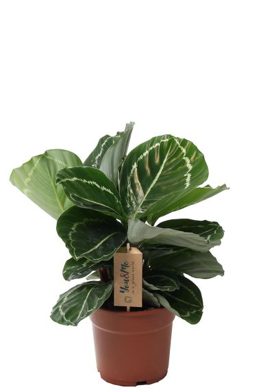 Calathea julia plant