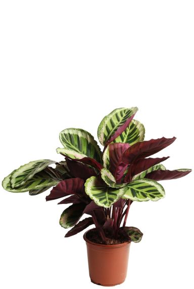 Calathea Angela - Pfeilwurze