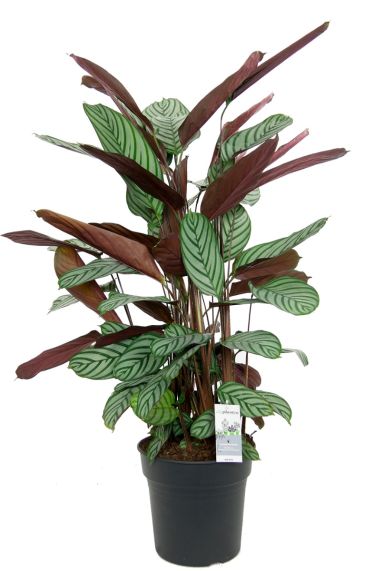 Calathea oppenheimiana zimmerpflanze