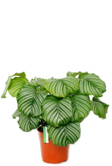 Calathea orbifolia - Pfeilwurze