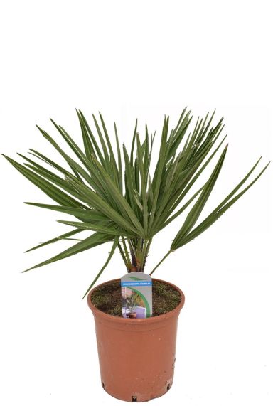 Chamaerops humilis Pflanze