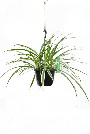 Chlorophytum hangplant 1