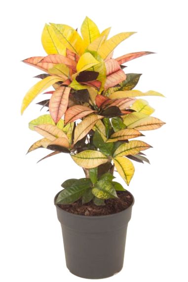 Croton zimmerpflanze