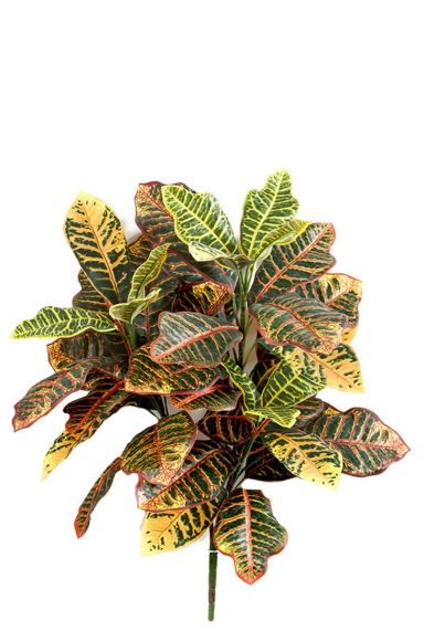 Croton