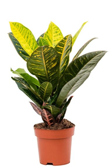 Croton petra plantje