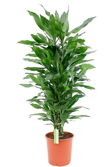 Dracaena Janet Lind  zimmerpflanze