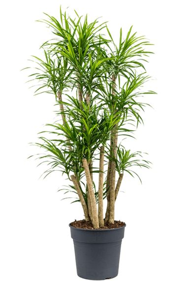 Dracaena anita drachenbaum zimmerpflanze