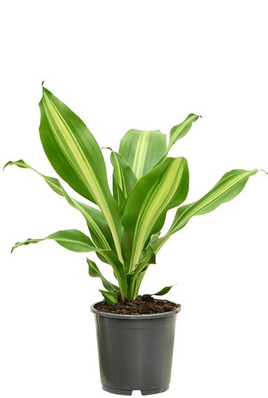 Dracaena burley planten