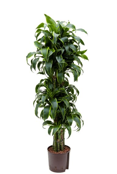 Dracaena dorado hydrokulturpflanze