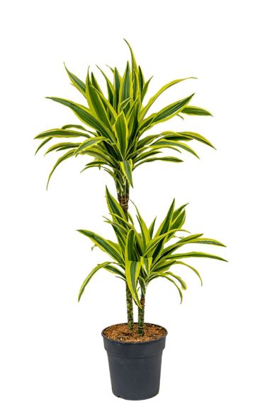 Dracaena fragrans lemon lime drachenbaum
