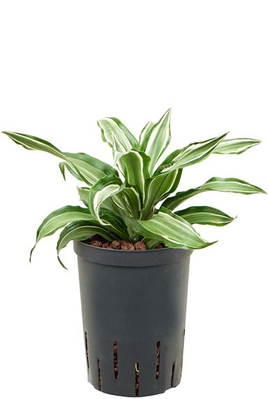 Dracaena kanzi hydrocultuur