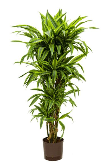 Dracaena lemon lime hydrokulturpflanze