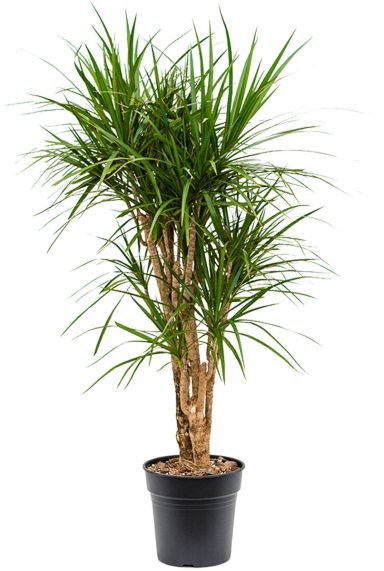 Dracaena marginata 6