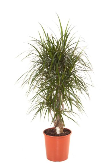 Dracaena Marginata