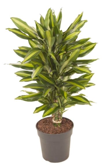 Dracaena Stedneri Cintho - Drachenbaum