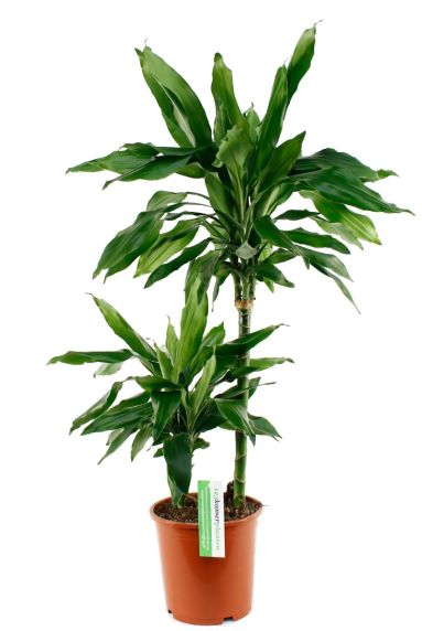 Dracaena Janet Lind zimmerpflanze