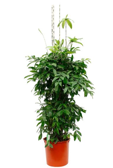 Dracaena Surculosa