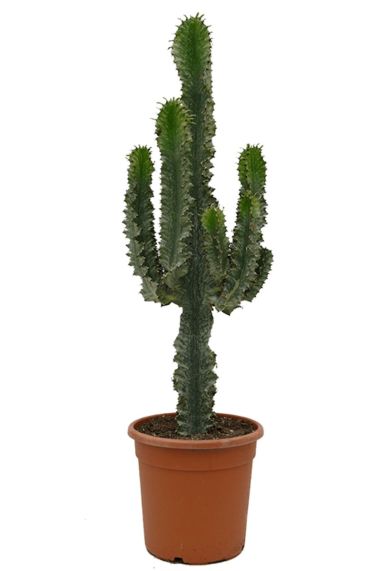Euphorbia ingens marmorata kaktus