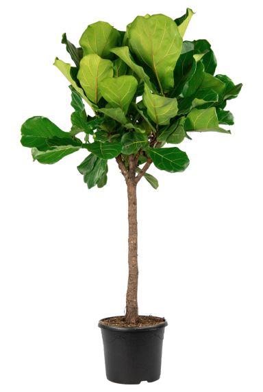 Ficus-lyrata-tabaksplant-groot 1