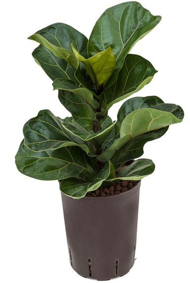 Ficus lyrata bambino hydrokulturpflanze