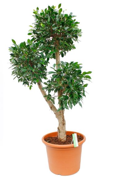 Ficus Nitida