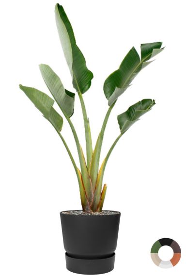 Grote strelitzia in elho potten