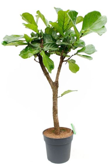 Ficus Lyrata 34cm 160cm