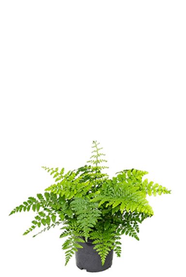 Kleine asplenium streifenfarne