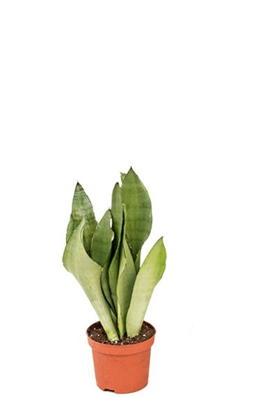 Sansevieria Moonshine