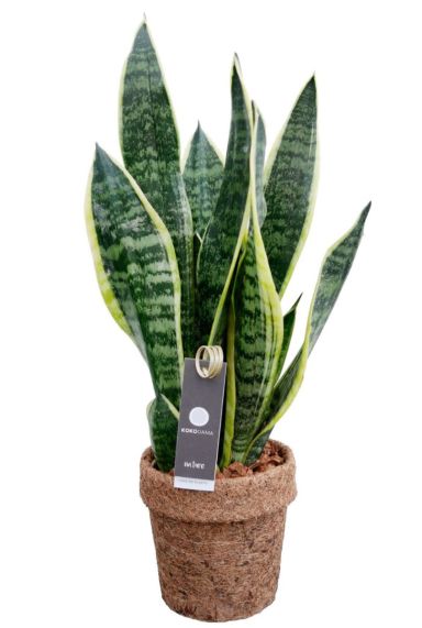 Kokodama sansevieria bogenhanf