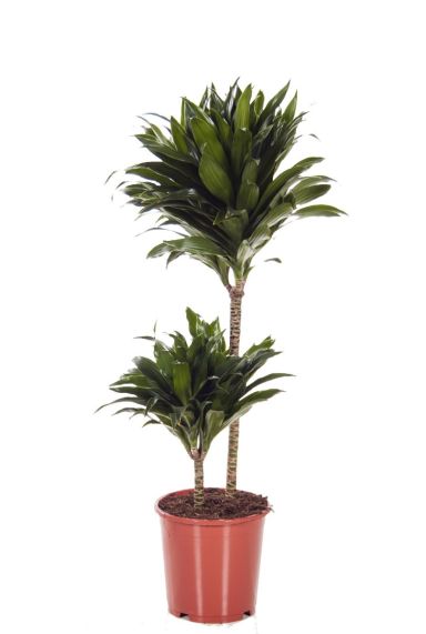 Dracaena Compacta