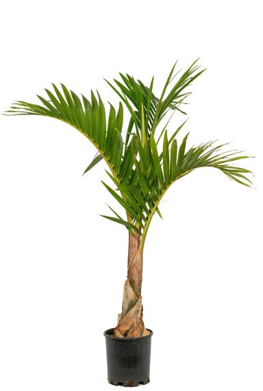 Mascarena verschaffeltii-Palme 
