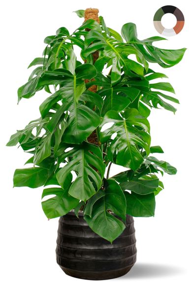 Monstera plant in zwarte pot