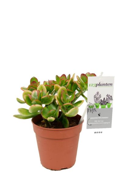 Mooie crassula