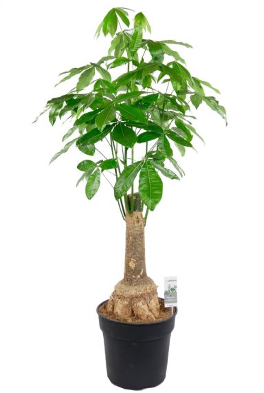 Pachira dikke stam kamerplant