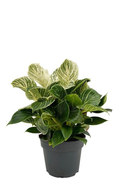 Philodendron white wave zimmerpflanze