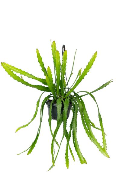 Rhipsalis monocantha 1