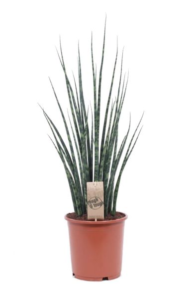 Sansevieria Fernwood