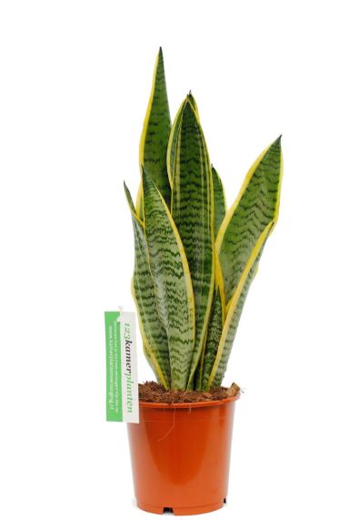 Sansevieria Laurentii - Bogenhanf