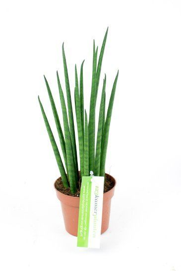 Sansevieria