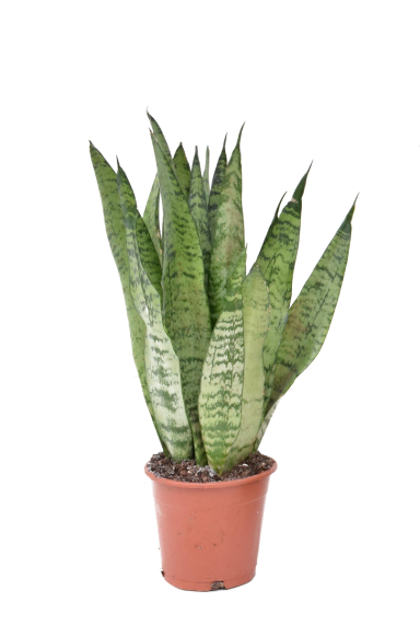 Sansevieria-zeylancia-12cm