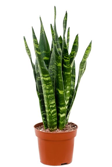 Sansevieria black coral