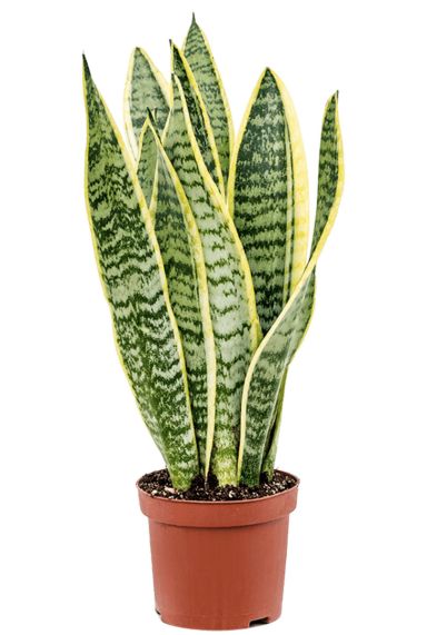 Sansevieria laurentii 2